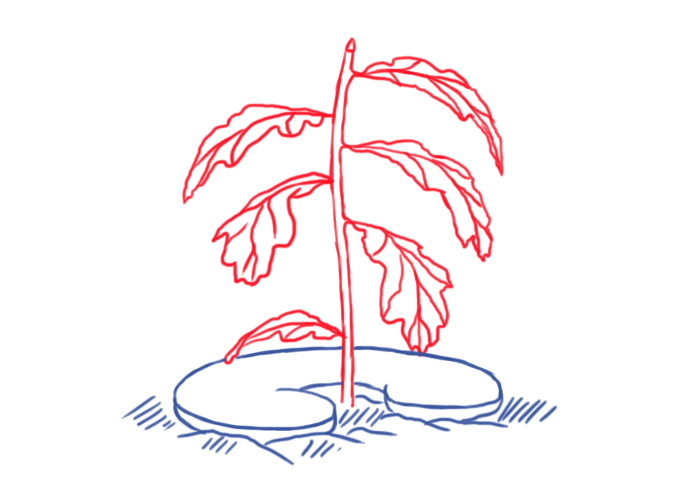 Стать деревом после смерти