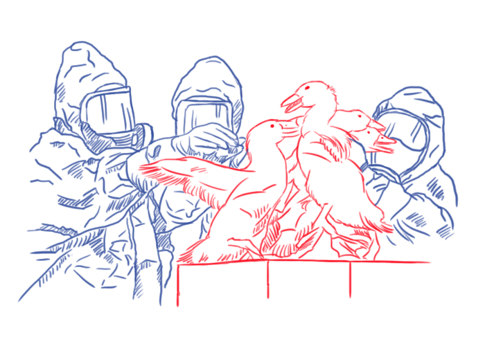 Эпидемия птичьего гриппа